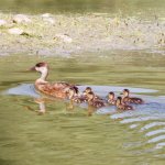 Oasi La Bula  - Nidiata di Fistione turco 